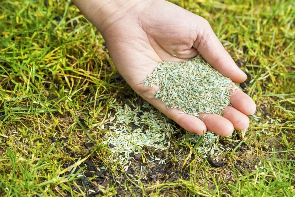 Fast Growing Grass Seed