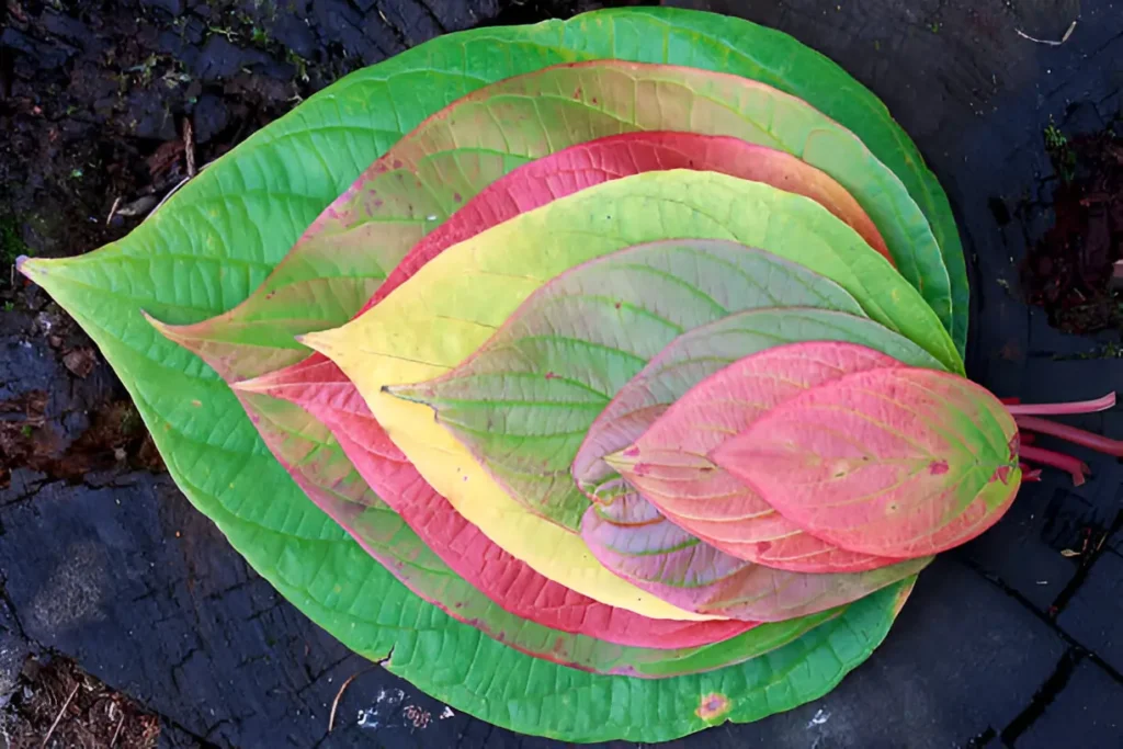 Working with Nature's Color Scheme in Leaf Art